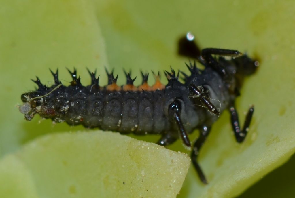 Larva di Harmonia ? Sì !